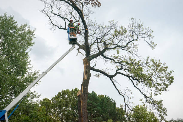 How Our Tree Care Process Works  in  Milton, GA